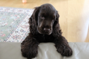 suvi 2012 325.jpg