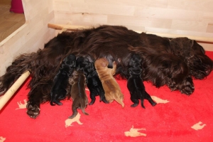 Est Amicus kennel A-Litter are born in 15.04.15