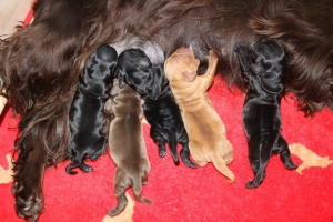 Est Amicus kennel A-Litter are born in 15.04.15