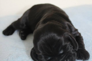 Est Amicus kennel A-Litter are born in 15.04.15