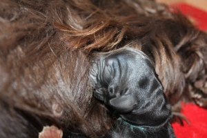 Est Amicus kennel A-Litter are born in 15.04.15