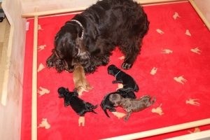 Est Amicus kennel A-Litter are born in 15.04.15