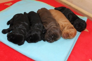 Est Amicus kennel A-Litter are born in 15.04.15