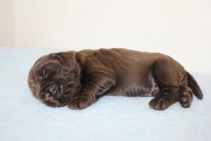 Est Amicus kennel A-Litter are born in 15.04.15