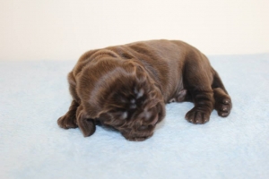 Est Amicus kennel A-Litter are born in 15.04.15