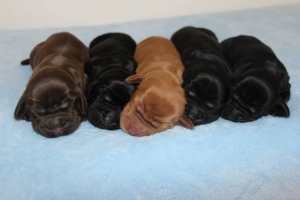 Est Amicus kennel A-Litter are born in 15.04.15
