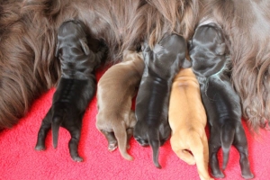Est Amicus kennel A-Litter are born in 15.04.15