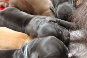 Est Amicus kennel A-Litter are born in 15.04.15