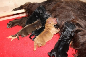 Est Amicus kennel A-Litter are born in 15.04.15