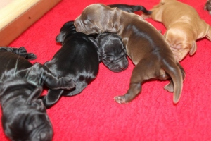 Est Amicus kennel A-Litter are born in 15.04.15