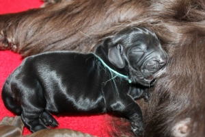 Est Amicus kennel A-Litter are born in 15.04.15