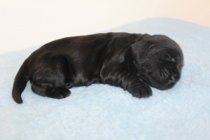 Est Amicus kennel A-Litter are born in 15.04.15