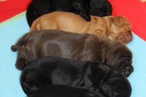 Est Amicus kennel A-Litter are born in 15.04.15